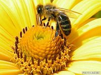 ����������, �������� � �����