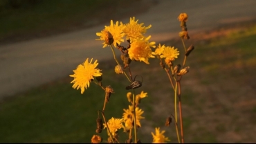 ���������� ������� ������� � ������� ����������� ��� �������� ��������������� ��������