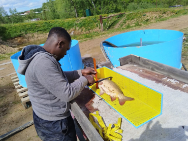 Студенты на практике: бонитировка карпа в действии!