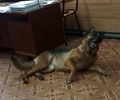 ������� � ������������ ������������� �������