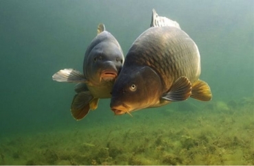 ��������� ������������ ��� ����������� ���������� �������� ������������� �������